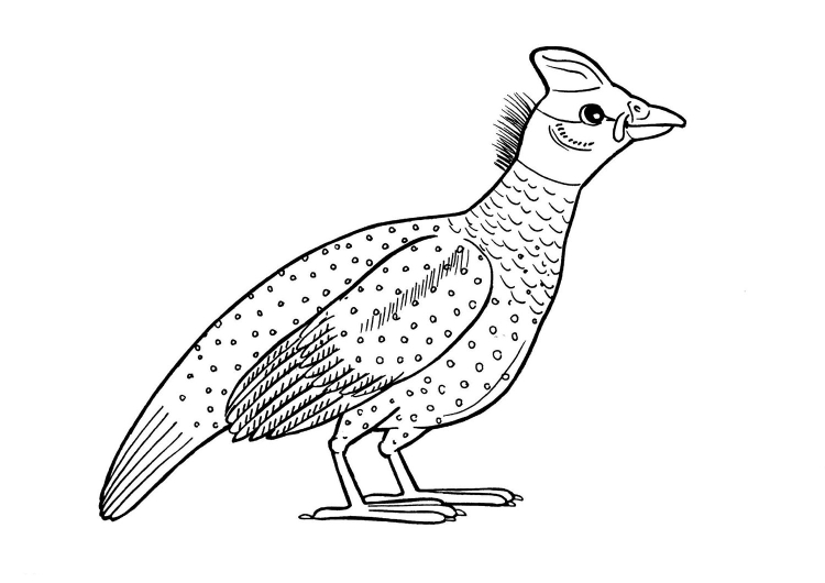 Рисунок фазан