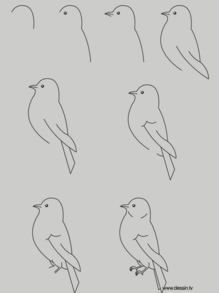 Поэтапно рисунок птицы карандашом
