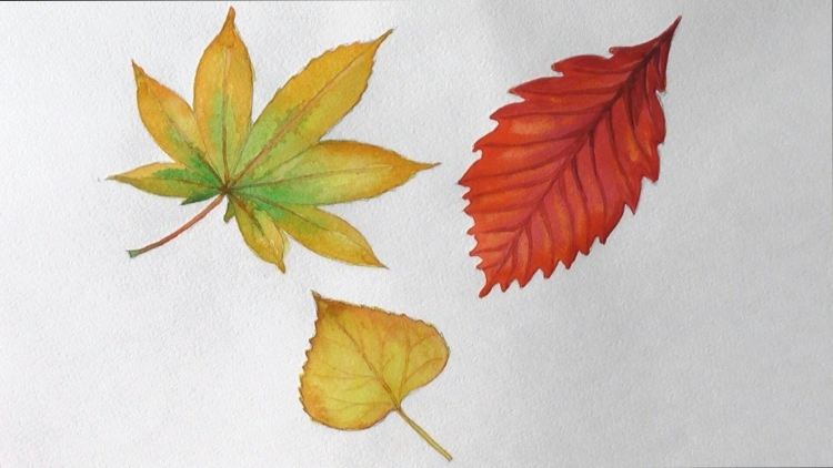Листья осенние рисунок карандашом