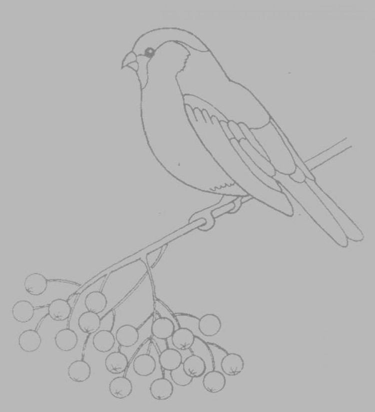 Рисунок птицы зимние карандашом
