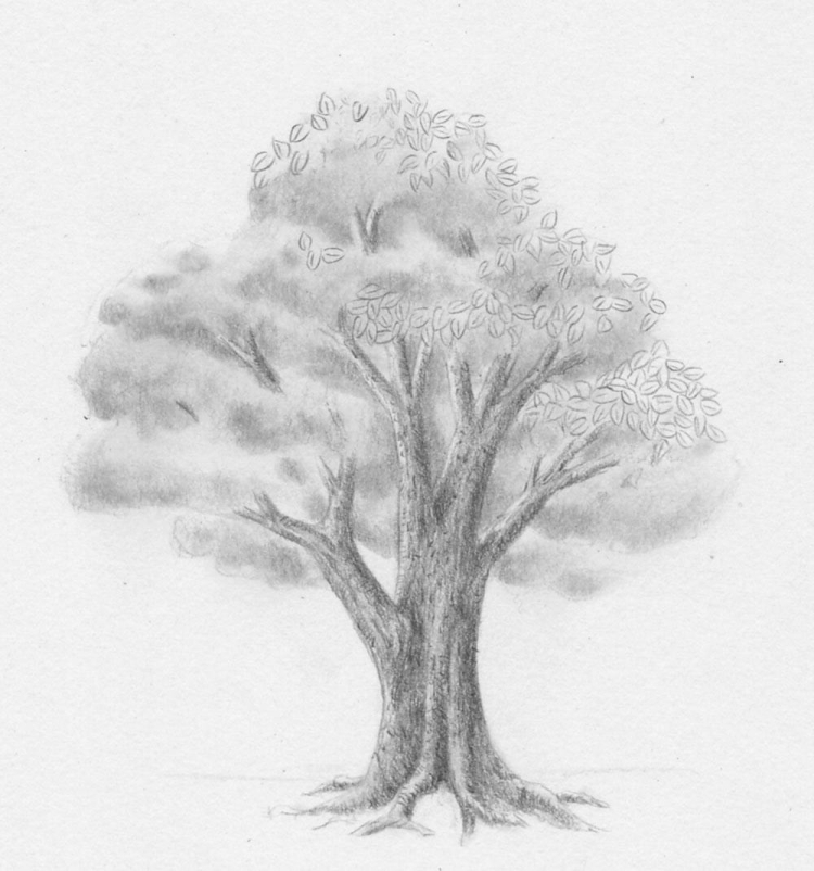 Рисунок дерева карандашом простой