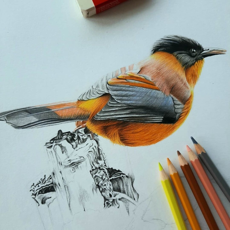 Животные рисунки карандашом
