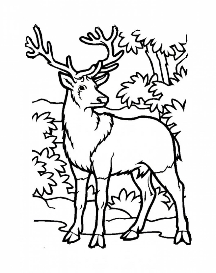 Рисунок раскраска северный олень (44 фото)