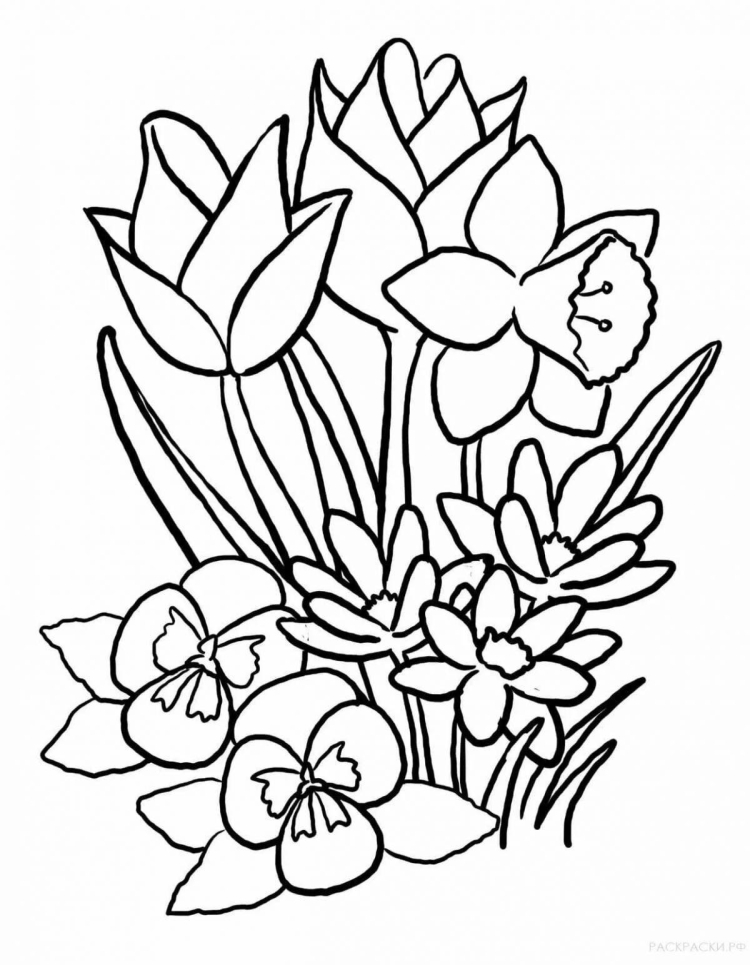 Раскраска цветы для малышей (просто) – Развивающие иллюстрации