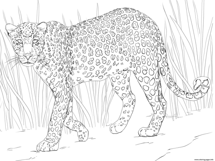 Леопардик раскраска