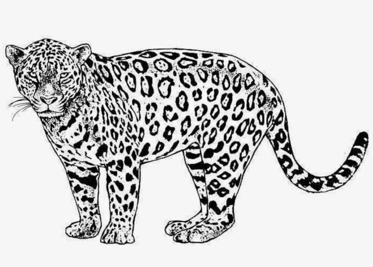Леопард раскраска - 63 фото