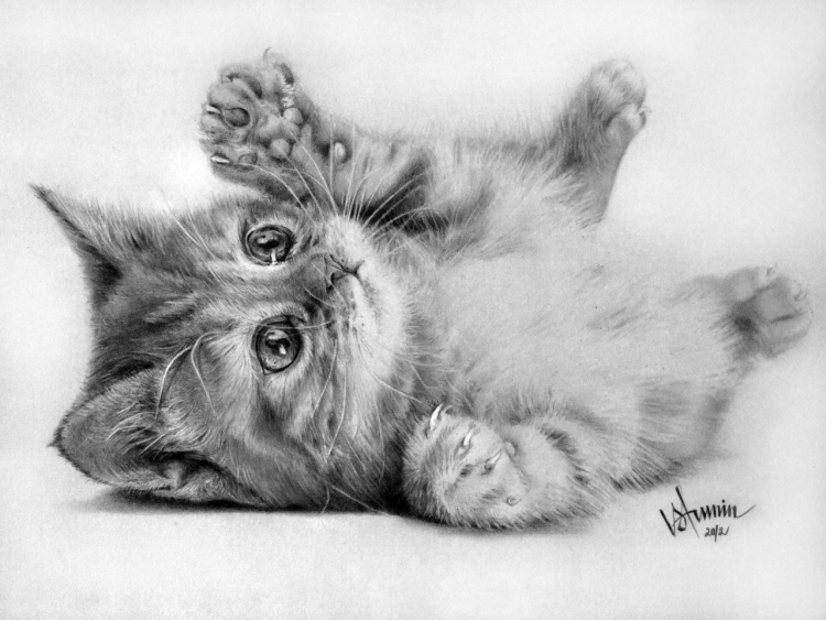 Котята рисунки карандашом