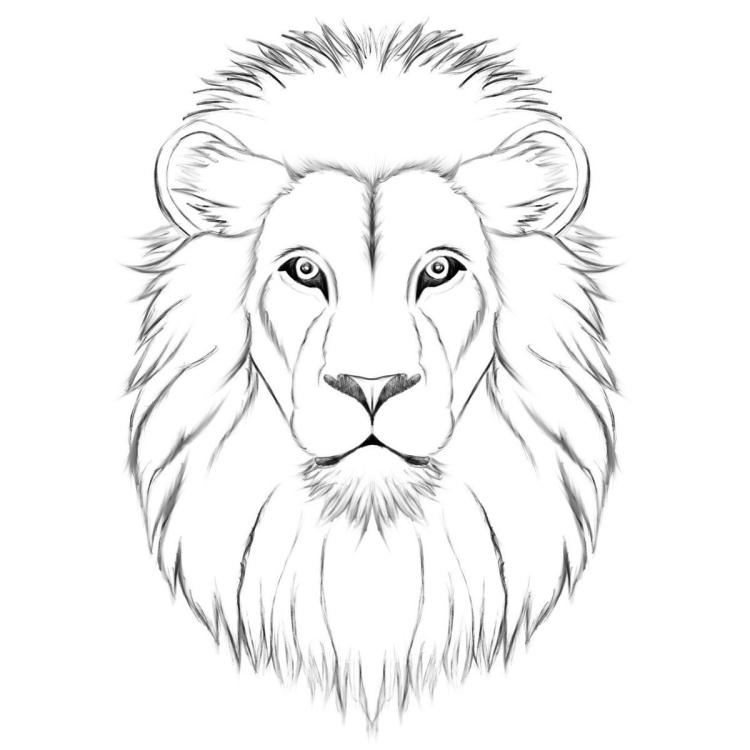 Рисунок карандашом морда льва
