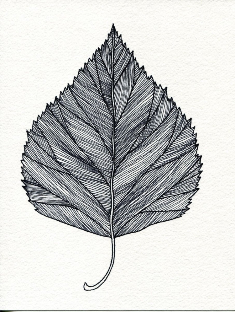 Рисунок листьев карандашом