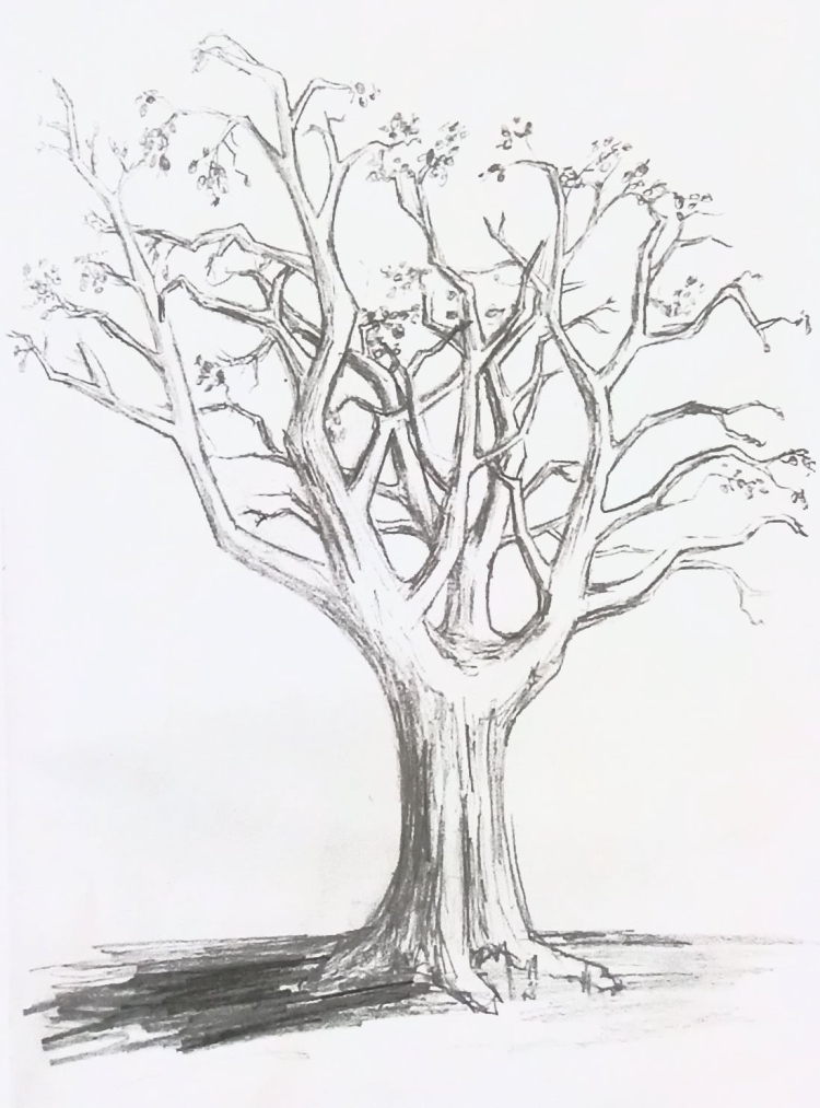 Красивое дерево рисунок карандашом