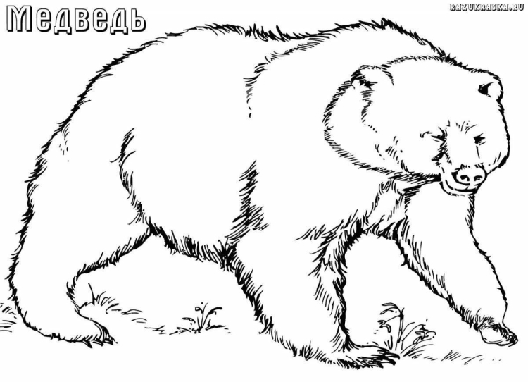 Раскраска медведь в берлоге 52 фото