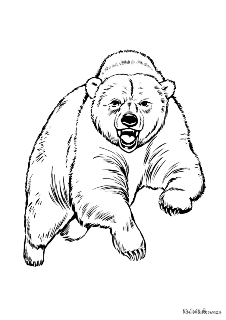 Бурый медведь раскраска 56 фото
