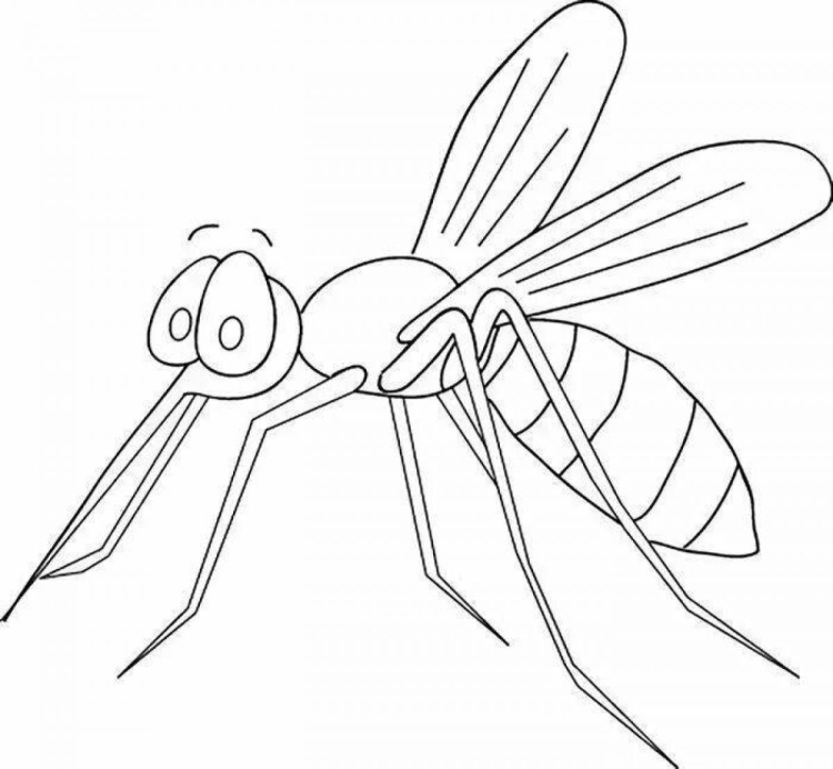 Картинка раскраска комар