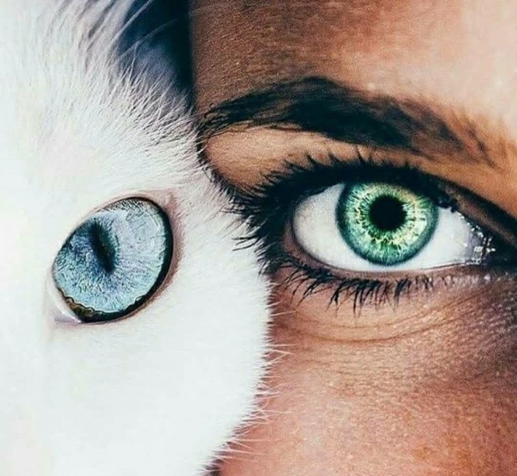 Кошачьи глаза рисунок