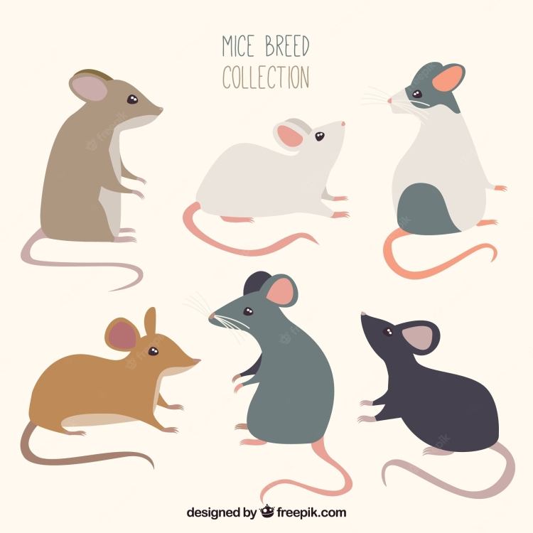 Мышь иллюстрация