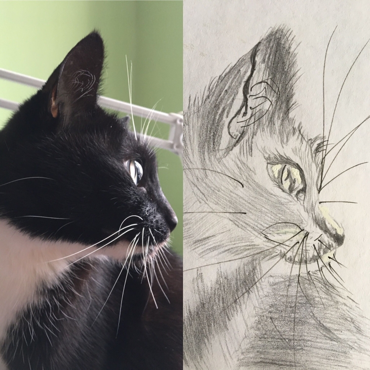 Кошка в профиль рисунок