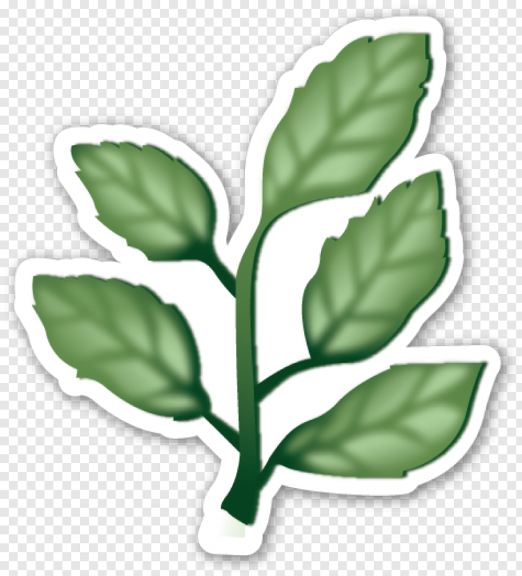 Рисунок лист растения