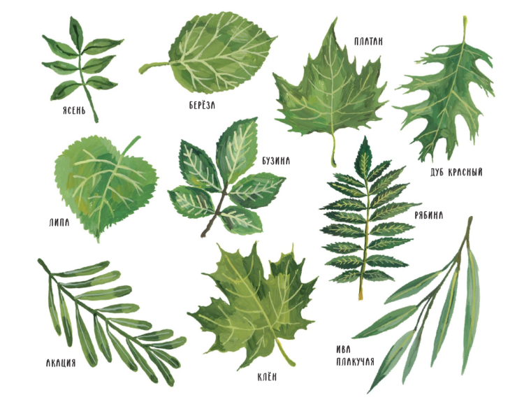 Лист лиственного растения рисунок