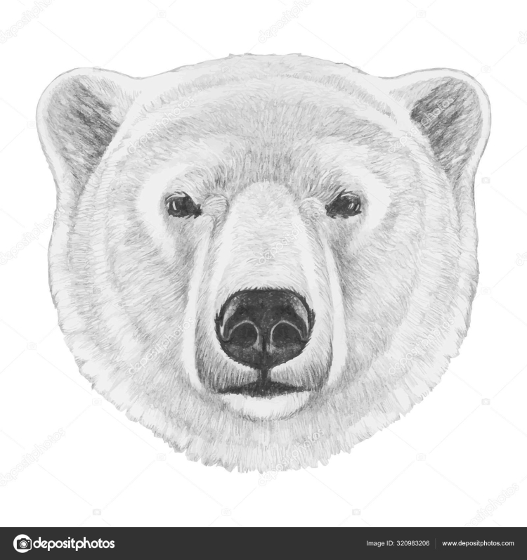 Нос медведя рисунок