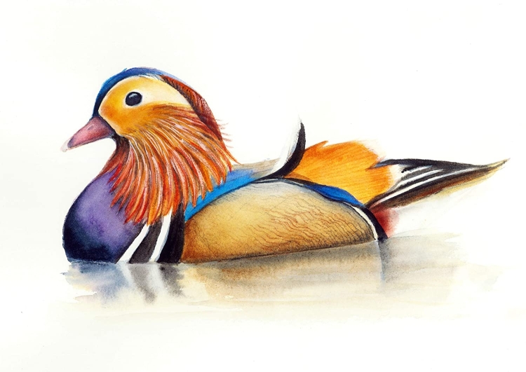 Птица мандаринка рисунок