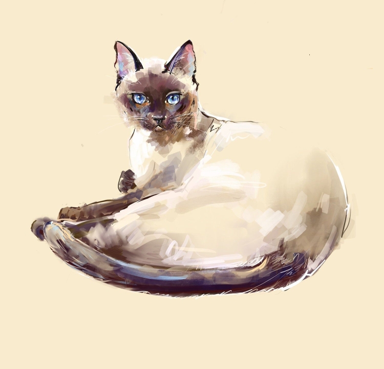 Сиамский котенок рисунок