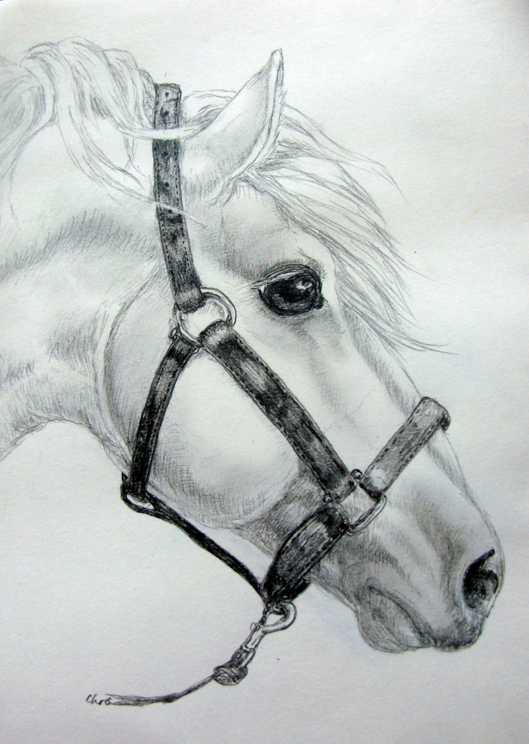 Простой рисунок конь