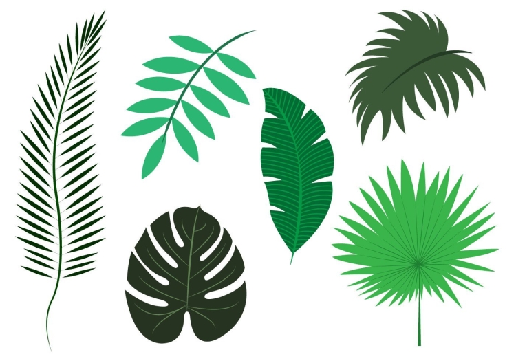 Пальмовые листья рисунок